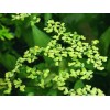 Duckweed (Lemna minor)
