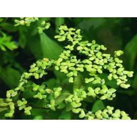 Duckweed (Lemna minor)