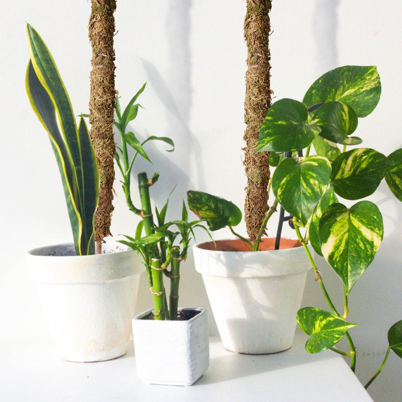 Moss Pole Coconut Stick DIY Modeling Plant Climbing Pole Climbing