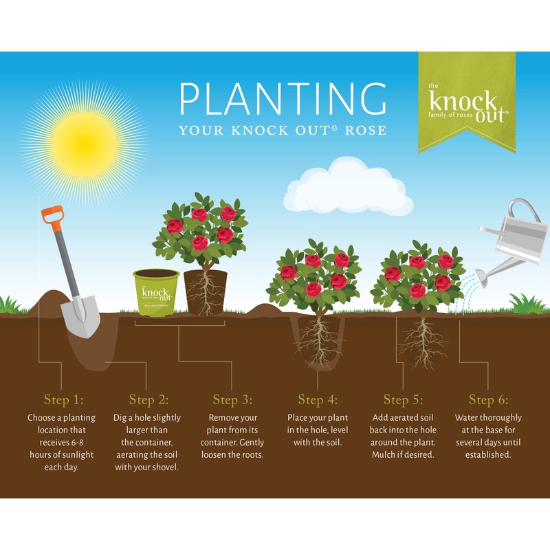3 Gallon The Double Knock Out Tree® Rose Plant with