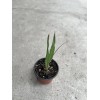 Sugarcane 1 Sugarcane Plant With Pot 8” Sweet Juicy Tropical