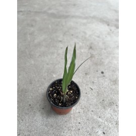 Sugarcane 1 Sugarcane Plant With Pot 8” Sweet Juicy Tropical Live Plant Ready To Plant