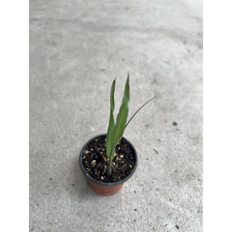 Sugarcane 1 Sugarcane Plant With Pot 8” Sweet Juicy Tropical
