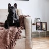 Tiny Ideas Kit Marco Recuerdo Memoria Mascota Perro Gato Huella
