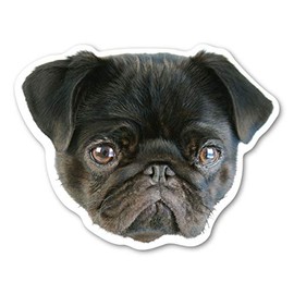 Magnet America (Black) Pug Dog Magnet is 4.75" x 4.875" Made for Vehicles and Refrigerators