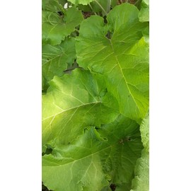 Burdock  Seeds(Arctium lappa), qty 200  $9.95  $3.95 Shipp Wild Crafted In US ,