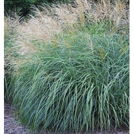 Maiden Grass Adagio Miscanthus Sinensis - Easy-Growing Ornamental Grass, Compact Size for Small Gardens & Containers, Stunning Fall & Winter Blooms, Low Maintenance, Zones 4-9, (1GAL, 1-2FT)