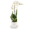 alqua Orchideen- und Blumentopf für den Innenbereich, selbstbewässernder Pflanzentopf, Kunststofftopf