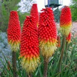 Seeds Kniphofia Red Hot Poker 80 Seeds Torch Lily Poker Plant Flame Flower Rocket Flower Perennial Plant