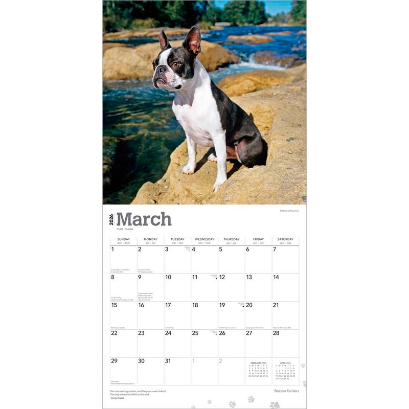 Boston Terriers | 2026 12 x 24 Inch (Hanging) Monthly