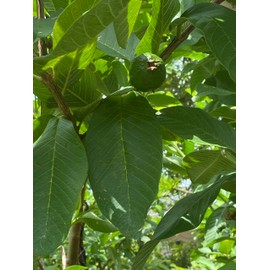 Torero Fresh Guava Leaves from Trees Grown in South Florida - 2 oz (Approx. 20 to 25 Leaves) - No pesticides or Chemical Sprays/No Reimbursement or Return (1)