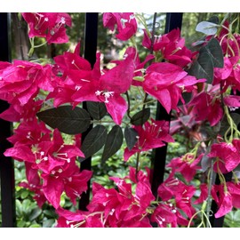 5.9 Ft Artificial Bougainvillea Flowers Garland Silk Bougainvillea Vines Faux Long Bougainvillea Vines for Wedding Arch Wall Decorations Centerpieces Table Runner (Violet - Pack of 2)