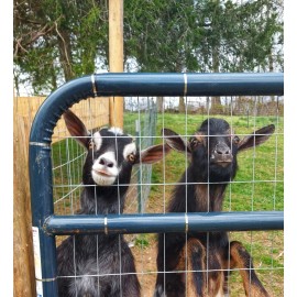 Unbranded Goat Manure Magic Beans All Natural Fertilizer - High Nitrogen Organic 2lb