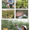250g First Class Organic Sichuan Green Pepper for Cooking Dried