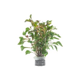 SubstrateSource Alternanthera Bettzickiana - Decorative Live Aquatic Plant for Terrariums and Paludariums - (Bettzickiana, 1 Bunch)