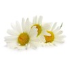 Amphora Aromatics Chamomile Cream 60ml Calming, cooling and soothing suitable