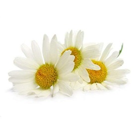 Amphora Aromatics Chamomile Cream 60ml Calming, cooling and soothing suitable for all skin types