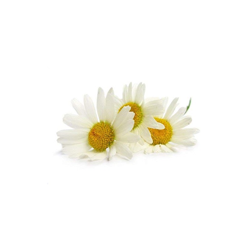 Amphora Aromatics Chamomile Cream 60ml Calming, cooling and soothing suitable