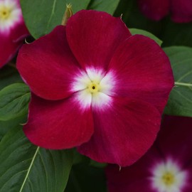 Outsidepride 100 Seeds Annual Vinca Periwinkle Burgundy Ground Cover & Flower Seed for Planting