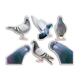 6 x 10cm Pigeon Vinyl Stickers - Birds Animal Funny Pattern Nature Pets Face Wild Girls Boys Travel Scrapbooking #80781