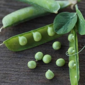 Alaska Pea Seeds - 25 LB Bulk ~45,000 Seeds - Heirloom, Non-GMO Vegetable Gardening Seeds - Garden/Shelling Peas