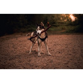 OneTigris Tactical Dog Harness Vest with Handle, Military Dog Harness for Large Medium Dogs,FIRE Watcher 2.0 No-Pull Service Dog Vest,Adjustable Dog Vest Harness for Walking Hiking Training(L,Green)