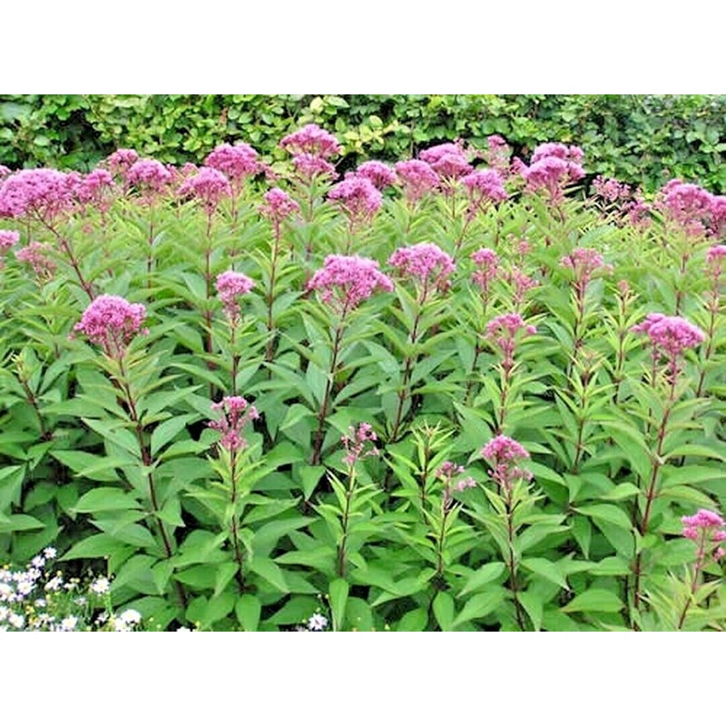 Little Seed Store 201+SWEET JOE PYE WEED Flower Seeds Fragrant