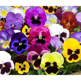 Ohio Heirloom Seeds Swiss Giants Mix Pansy Seeds - 1,000+ Non-GMO Heirloom Flower Seeds, Hardy Annual, Great for Flower Beds, Containers, and More