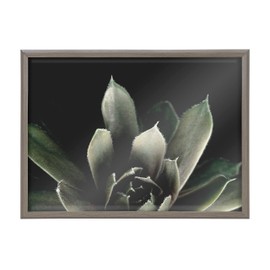Kate and Laurel Blake Salutation Framed Printed Glass Wall Art by Emiko and Mark Franzen of F2Images, 18x24 Gray, Dramatic Dark Botanical Plant Art for Wall