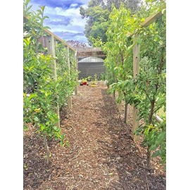 Espalar Post Mounted Heavy-Duty Espalier/Trellis STARTER Kit for Climbing Plants,Vines and Greenwalls (Wire and tools included)