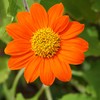 Outsidepride Orange Mexican Sunflower Plant Flower Seed - 1000 Seeds