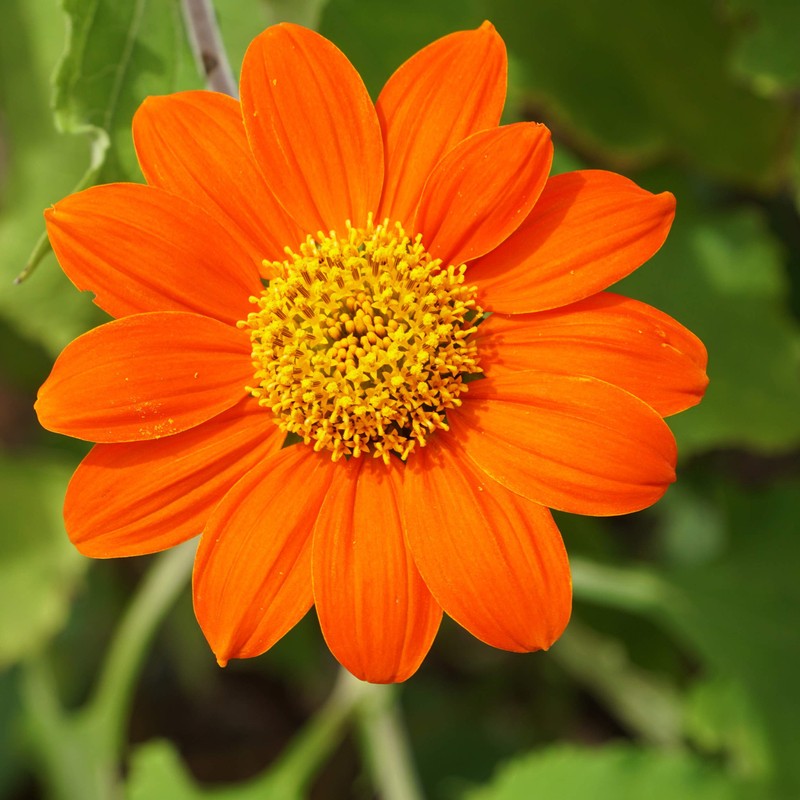 Outsidepride Orange Mexican Sunflower Plant Flower Seed - 1000 Seeds