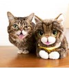 Cuddle Barn - Lil BUB | Soft Adorable Kitten Stuffed