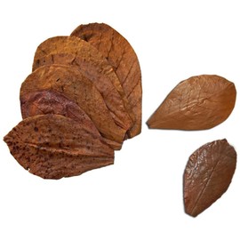 SunGrow Betta Leaves, Beneficial Indian Almond Leaves for Overall Development (Small (2 inch, 50 Pack))