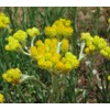 Generic Helichrysum Immortelle Dried Flowers (2 OZ = 57 grams)