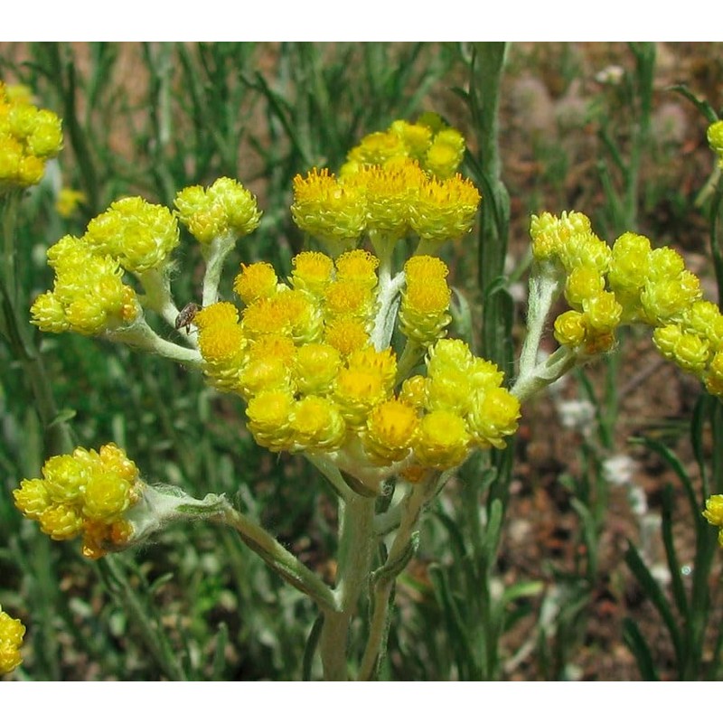 Generic Helichrysum Immortelle Dried Flowers (2 OZ = 57 grams)
