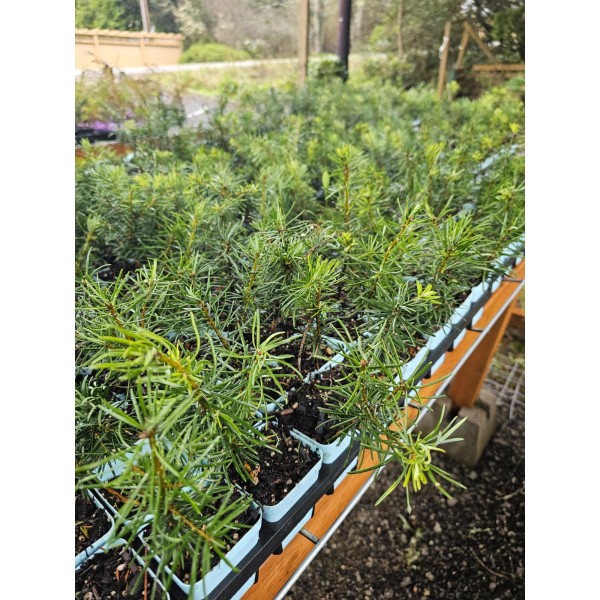 fairygardenfarms 4-pack small 3-6" Grand Fir tree live plants in
