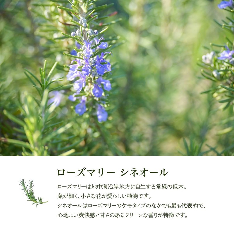 Natural 100% Rosemary Cineol Oil 30ml Essential Oil Essential Oil