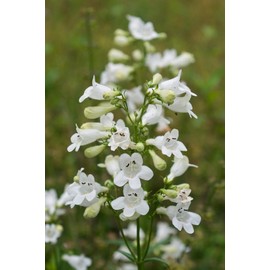 Beardtongue Seeds Penstemon Digitalis Meadow Wildflowers Premium Seeds for Planting Packet