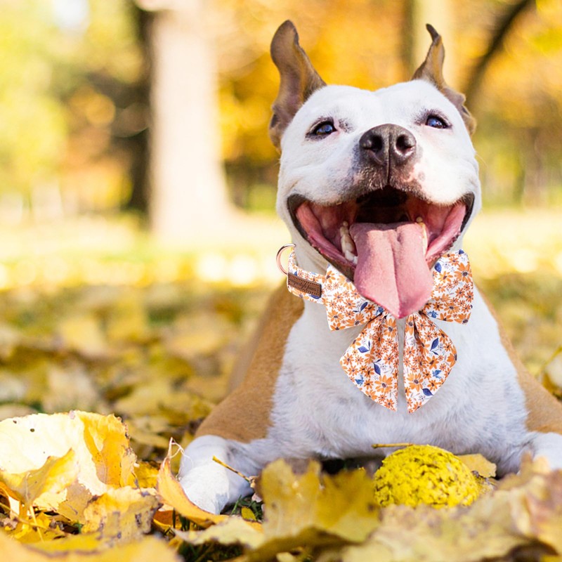 Unique Style Paws Autumn Leaf Collar with Bow Flower Cotton