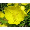 Little Seed Store 201+Dwarf MISSOURI EVENING PRIMROSE Flower Seeds Drought