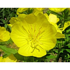 Little Seed Store 201+Dwarf MISSOURI EVENING PRIMROSE Flower Seeds Drought Groundcover Container