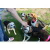 Dog Collar Waterproof TPU Dog Collar (Red)