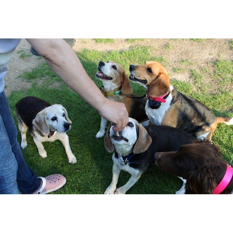 Dog Collar Waterproof TPU Dog Collar (Red)