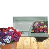 Outsidepride Mix Verbena Seeds for Planting - 1000 Pcs. Annual,