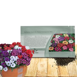 Outsidepride Mix Verbena Seeds for Planting - 1000 Pcs. Annual, Drought Tolerant & Easy to Grow, Ground Cover with Fragrant & Vibrant Blooms for Window Boxes, Borders & Pollinator Gardens