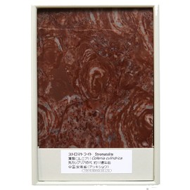 SCIENCE Stromatolite (Collenia) World's Oldest Fossil "Stromatolite (Approx. 3.9 x 2.8 x H.8 inches (100 x 70 x 20 mm) Colrenia Cylindrica Country of Origin: Anhui Province, China" comes in an original specimen case