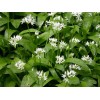 100+ ORGANIC Seeds of Ramsons Broad-Leaved Wild Garlic -- NON-GMO