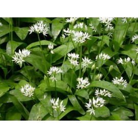 100+ ORGANIC Seeds of Ramsons Broad-Leaved Wild Garlic -- NON-GMO from US SELLER