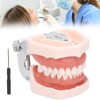 Removable tooth model, simulation tooth model restoration and insertion of